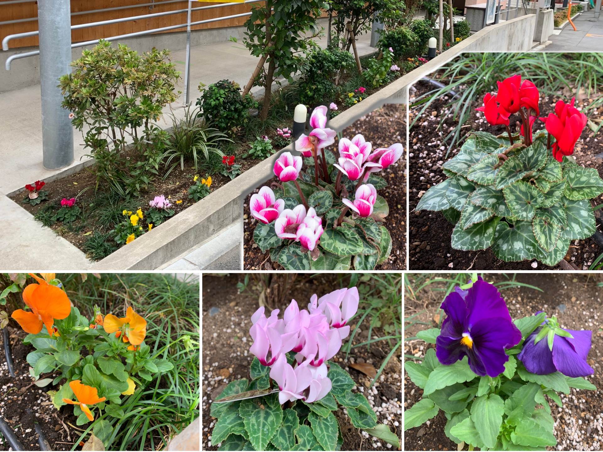 　町内会館の花壇　